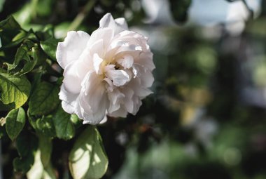 Güzel gül buket gül çeşitli renkli arka plan