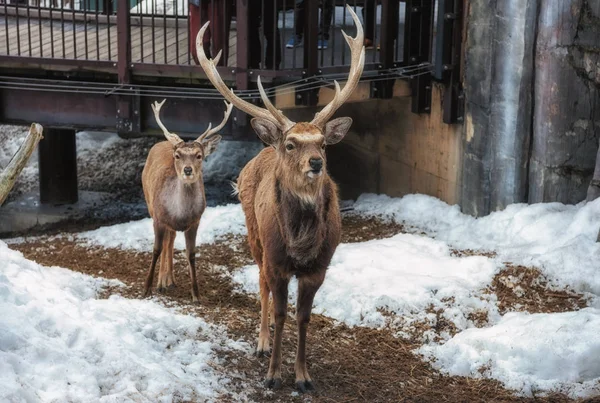 Asahikawa, Hokkaido, Japan maart 13 2019: Sika Deer in Asahiyam — Stockfoto