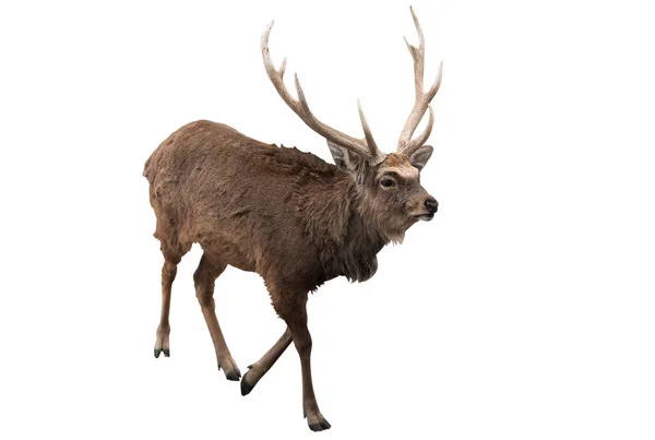 Red deer stag framför en vit bakgrund — Stockfoto