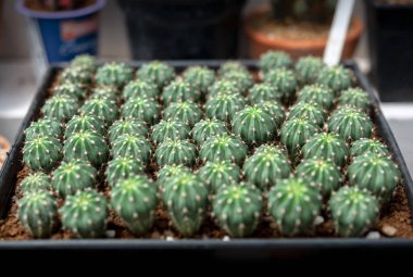 Kaktüs, kaktüs dikenler, kaktüs, kaktüs Backgro diken kadar kapatın