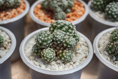 Kaktüs, kaktüs dikenler, kaktüs, kaktüs Backgro diken kadar kapatın