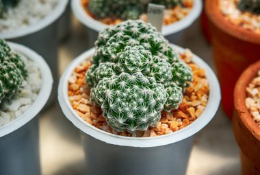 Kaktüs, kaktüs dikenler, kaktüs, kaktüs Backgro diken kadar kapatın