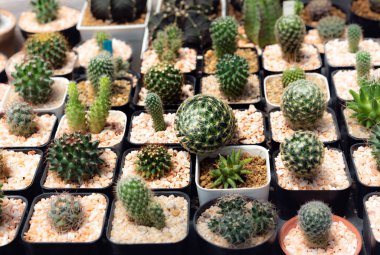 Kaktüs, kaktüs dikenler, kaktüs, kaktüs Backgro diken kadar kapatın