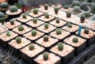 Kaktüs, kaktüs dikenler, kaktüs, kaktüs Backgro diken kadar kapatın