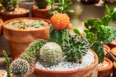 Kaktüs, kaktüs dikenler, kaktüs, kaktüs Backgro diken kadar kapatın