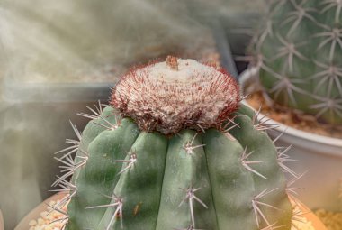 Kaktüs, kaktüs dikenler, kaktüs, kaktüs Backgro diken kadar kapatın