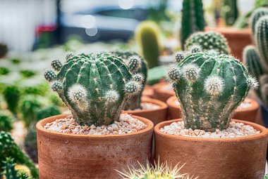 Kaktüs, kaktüs dikenler, kaktüs, kaktüs Backgro diken kadar kapatın