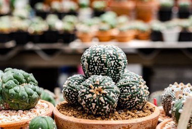 Kaktüs, kaktüs dikenler, kaktüs, kaktüs Backgro diken kadar kapatın