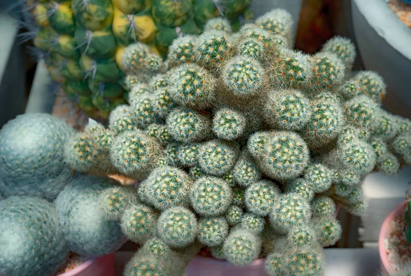 Cactus, Cactus thorns, Close up thorns of cactus, Cactus Backgro