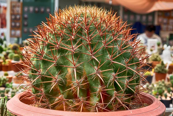 Cactus, Cactus thorns, Close up thorns of cactus, Cactus Backgro