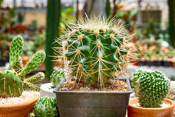 Cactus, Cactus thorns, Close up thorns of cactus, Cactus Backgro