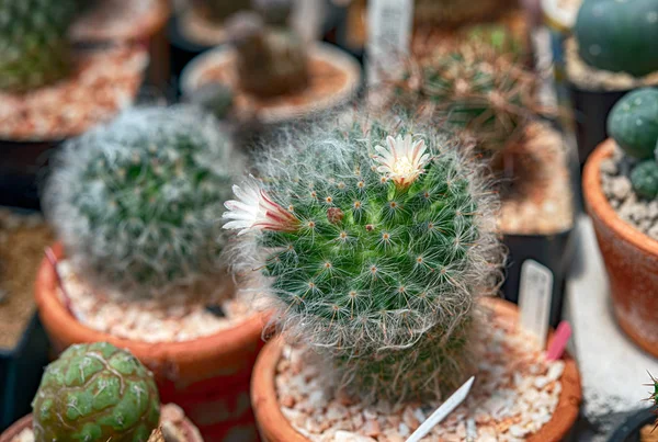 Cactus, Cactus thorns, Close up thorns of cactus, Cactus Backgro