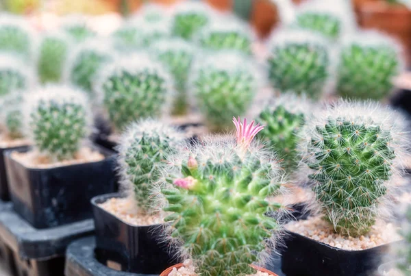 Cactus, Cactus thorns, Close up thorns of cactus, Cactus Background