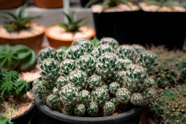 Cactus, Épines de cactus, Gros plan épines de cactus, Cactus Backgro — Photo