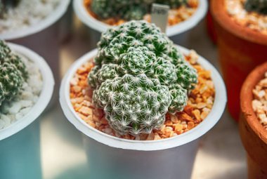 Kaktüs, kaktüs dikenler, kaktüs, kaktüs Backgro diken kadar kapatın