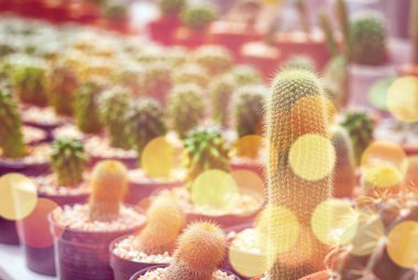 Kaktüs, kaktüs dikenler, kaktüs, kaktüs Backgro diken kadar kapatın