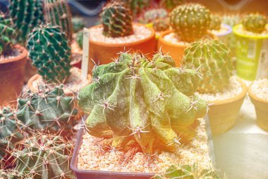 Kaktüs, kaktüs dikenler, kaktüs, kaktüs Backgro diken kadar kapatın