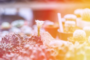 Kaktüs, kaktüs dikenler, kaktüs, kaktüs Backgro diken kadar kapatın