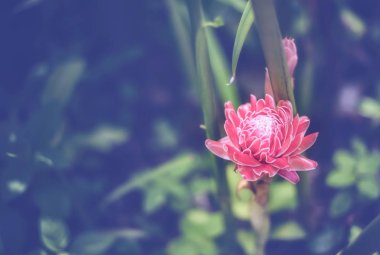 zencefil, arka plan, güzel, güzellik, çiçek, çiçeklenme, çiçek,