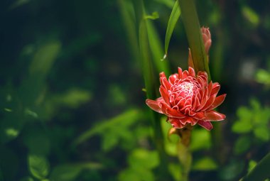 zencefil, arka plan, güzel, güzellik, çiçek, çiçeklenme, çiçek,