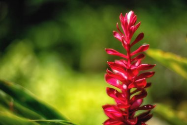 zencefil, arka plan, güzel, güzellik, çiçek, çiçeklenme, çiçek,