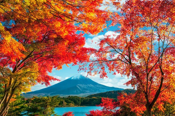 Гора Фудзи Разноцветными Листьями Переднем Плане — стоковое фото