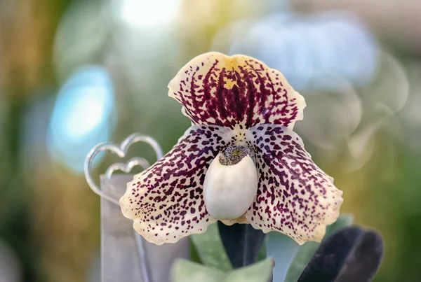 Vacker Paphiopedilum Orkidé Blomma Med Naturlig Bakgrund — Stockfoto