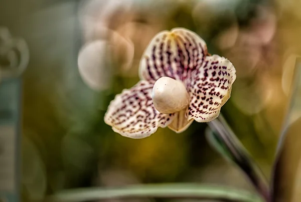Vacker Paphiopedilum Orkidé Blomma Med Naturlig Bakgrund — Stockfoto