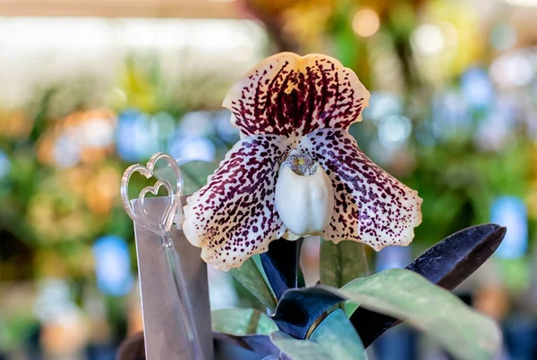 Mooie Paphiopedilum Orchidee Bloem Met Natuurlijke Achtergrond — Stockfoto