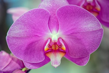 Tayland 'da Vanda orkidesi çiçeği