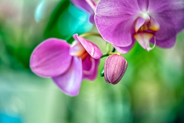 Tayland 'da Vanda orkidesi çiçeği