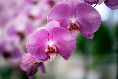 Tayland 'da Vanda orkidesi çiçeği