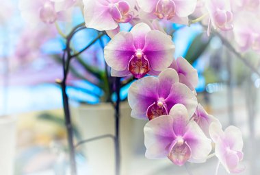 Tayland 'da Vanda orkidesi çiçeği