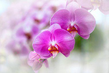 Tayland 'da Vanda orkidesi çiçeği