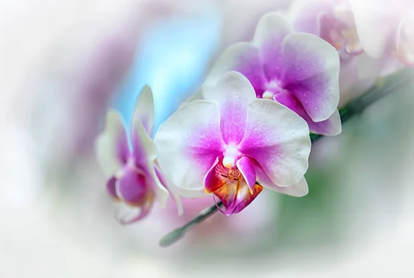 Vanda Orchideenblume Thailand — Stockfoto