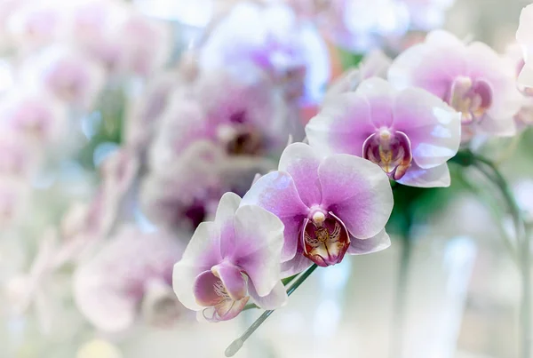 Vanda Orchid Flower Thailand — Stock Photo, Image