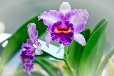 Tayland 'da Cattleya Orkide Çiçeği