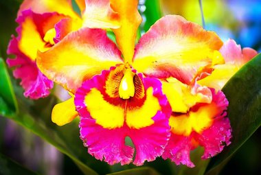 Tayland 'da Cattleya Orkide Çiçeği