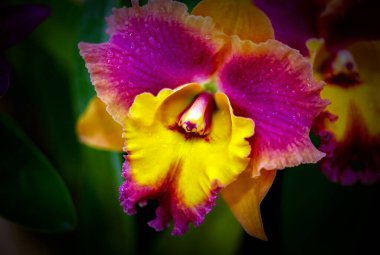 Tayland 'da Cattleya Orkide Çiçeği