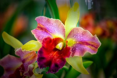 Tayland 'da Cattleya Orkide Çiçeği