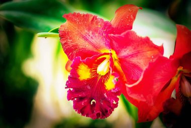 Tayland 'da Cattleya Orkide Çiçeği