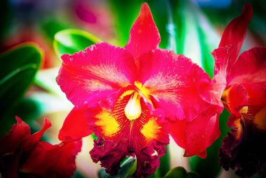 Tayland 'da Cattleya Orkide Çiçeği