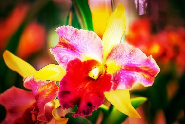 Tayland 'da Cattleya Orkide Çiçeği