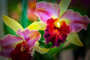 Tayland 'da Cattleya Orkide Çiçeği