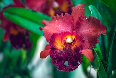 Tayland 'da Cattleya Orkide Çiçeği