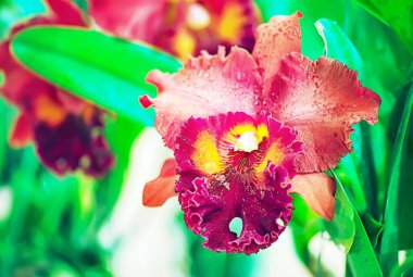 Tayland 'da Cattleya Orkide Çiçeği