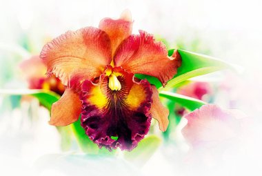 Tayland 'da Cattleya Orkide Çiçeği
