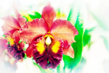 Tayland 'da Cattleya Orkide Çiçeği