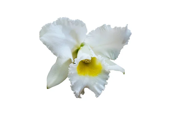 Cattleya Reine Sirikhit Fleur Thaïlande — Photo