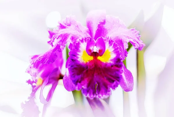 Flor Orquídea Cattleya Tailândia — Fotografia de Stock